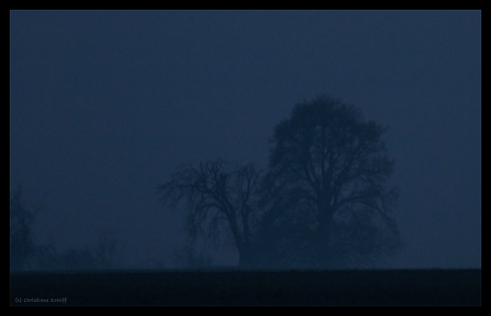 Blaue Nebelstunde 4