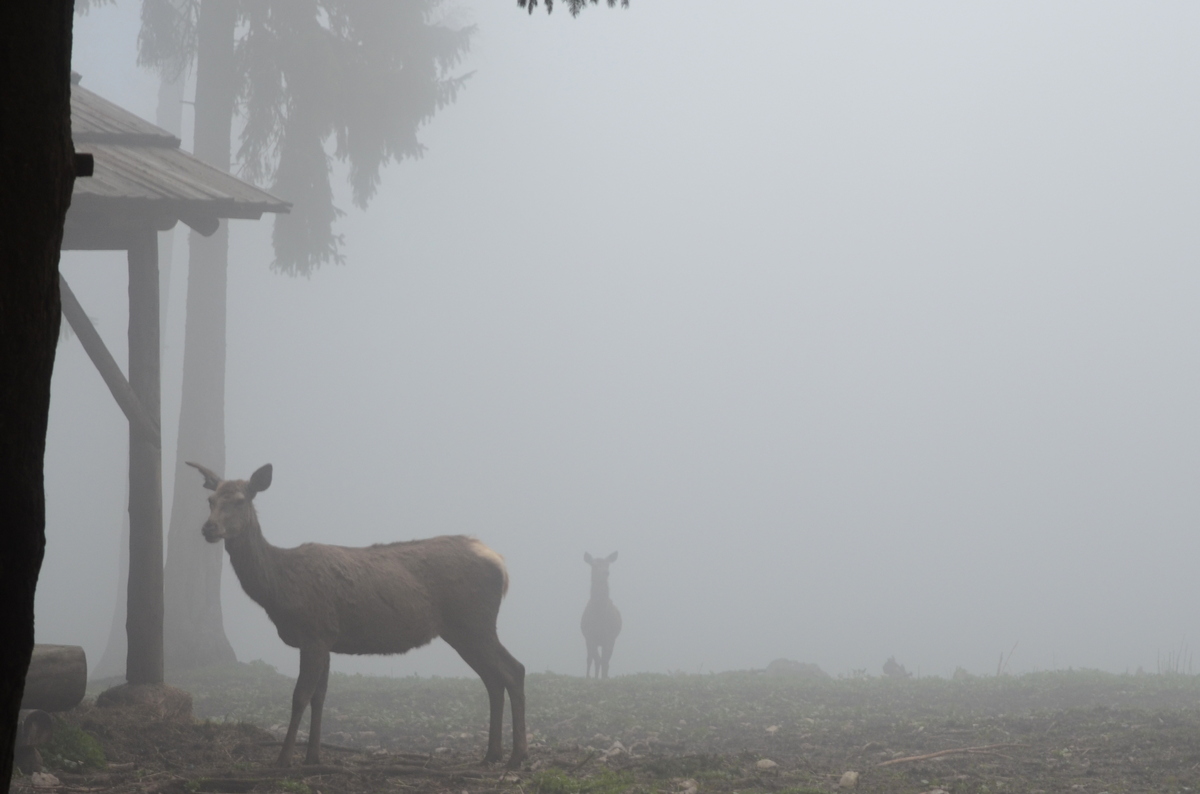 Die aus dem Nebel kommt