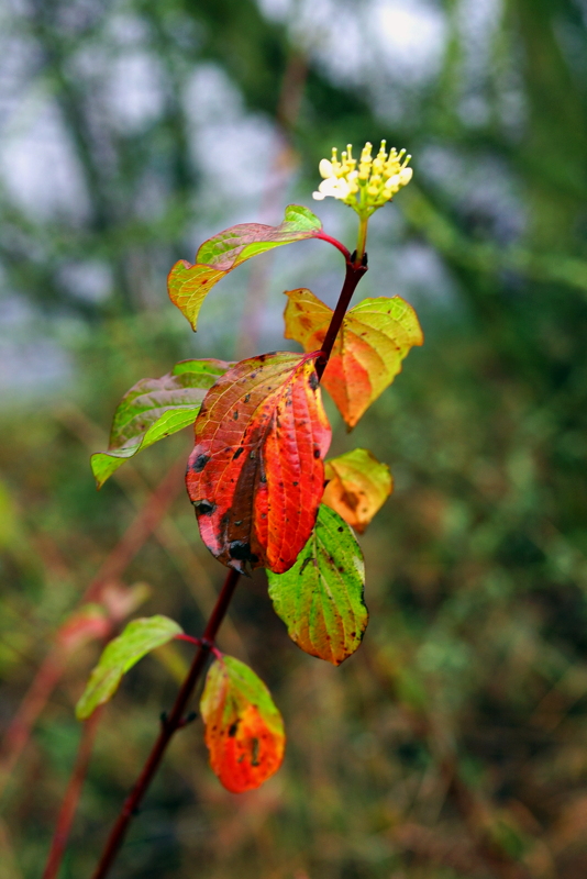 bunter, nasser Nebel