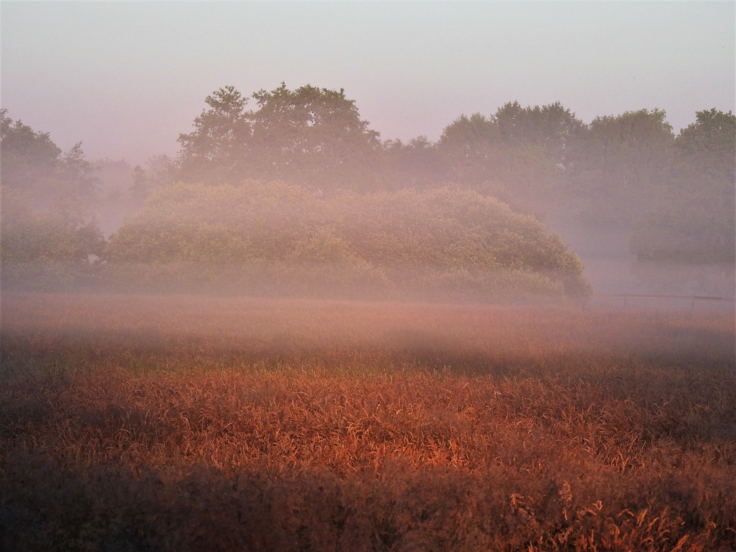 Nebelschleier am Morgen