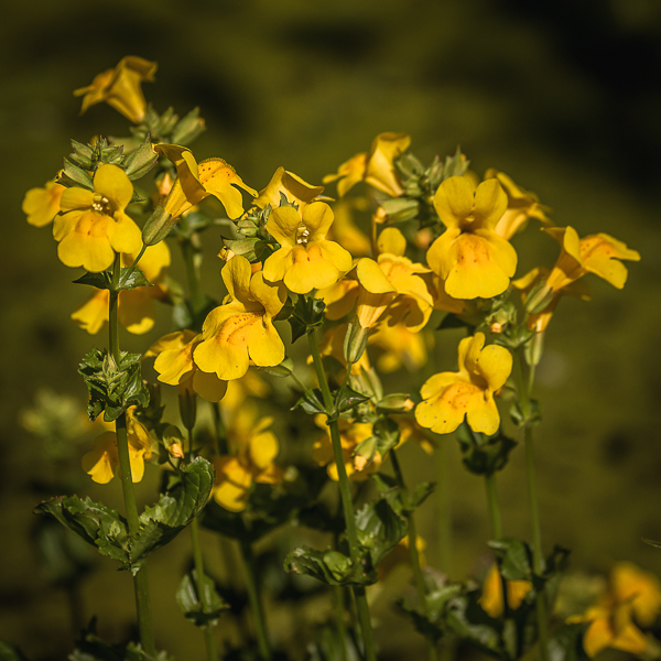 Botanischer Garten Augsburg