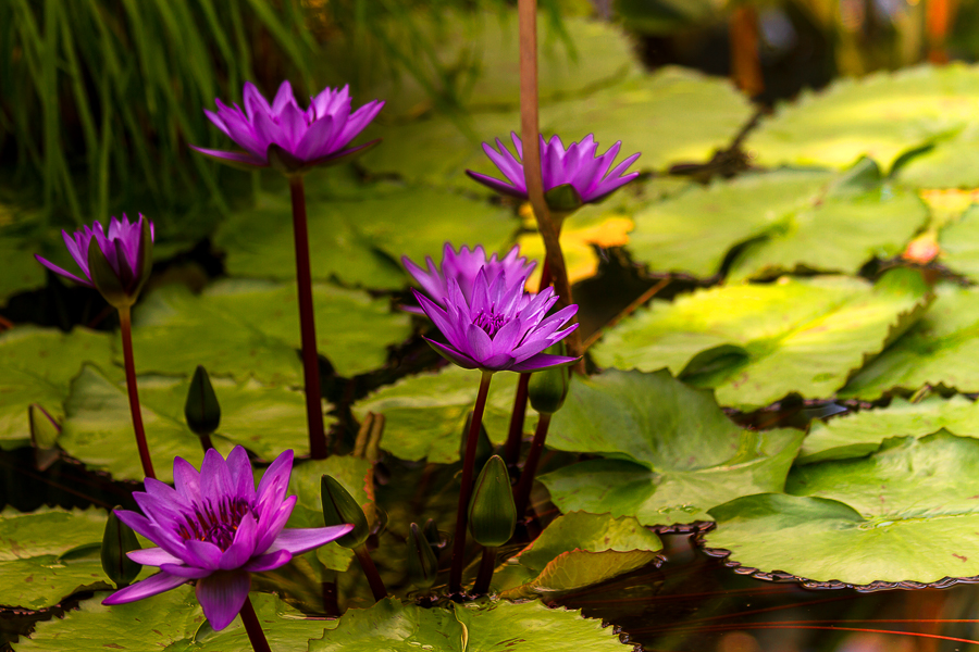 im Botanischen garten von Augsburg