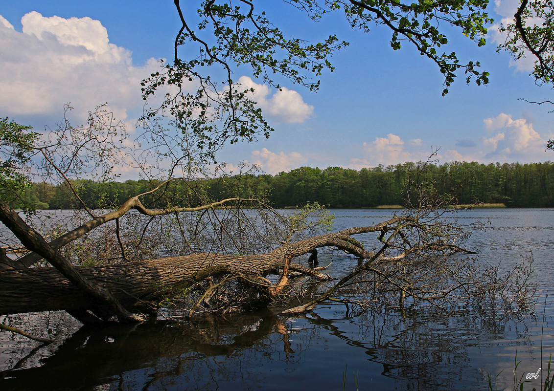 am Lehnitzsee