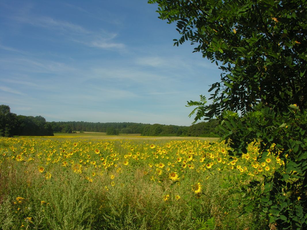 Tour de Spreewald