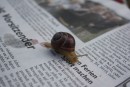 Die wissbegierige Schnecke