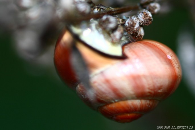Schnecke 2