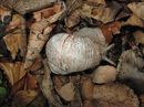 Weinbergschnecke im Wäldchen des Schlossparks Vechelde