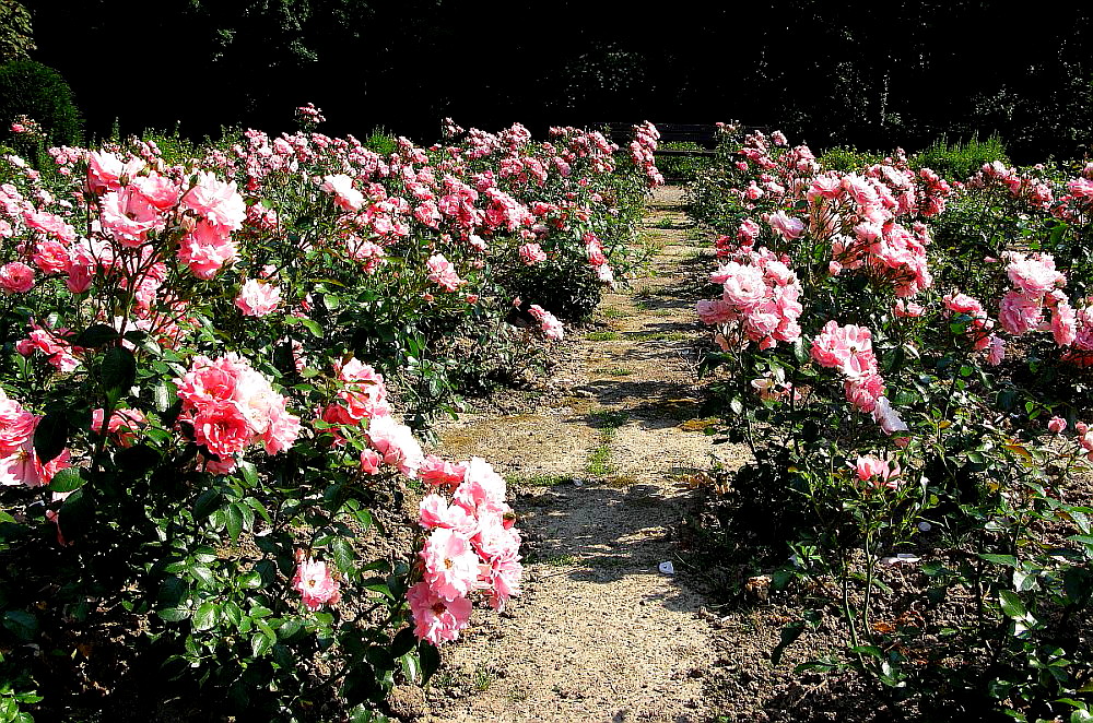 Rosen im Schlosspark Vechelde (1)