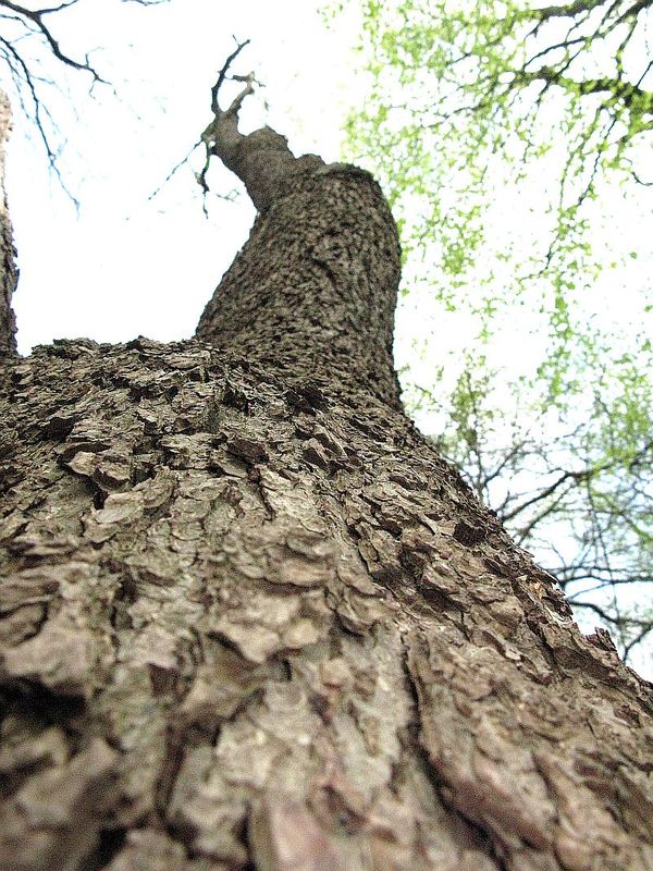 Baum im Schlosspark Vechelde