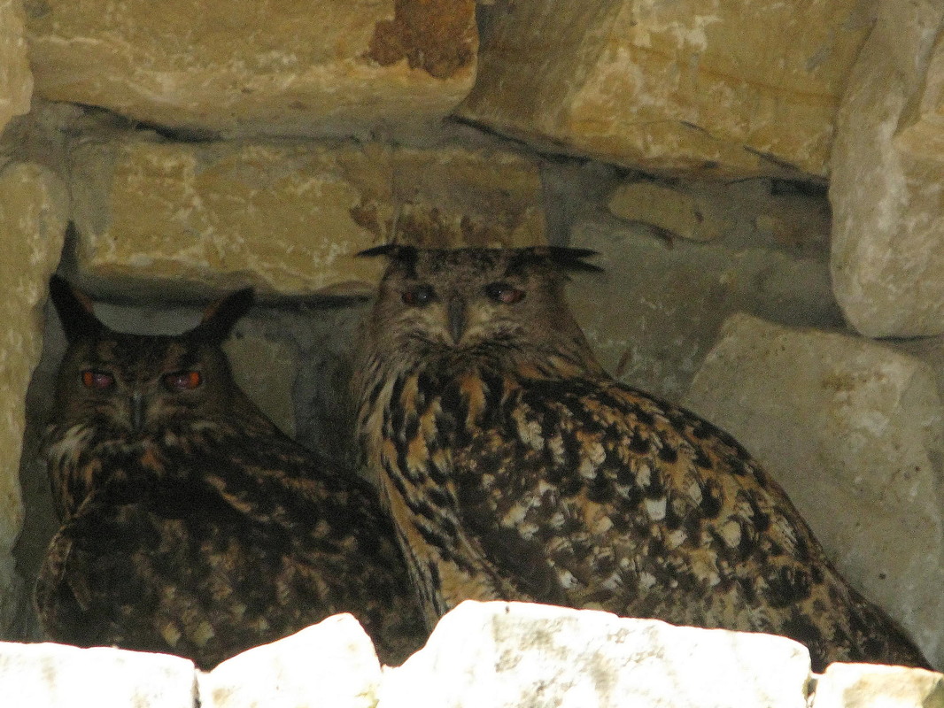 Besuch im NABU-Artenschutzzentrum Leiferde in der Südheide bei Gifhorn (25. April 2010) --- 2. Foto ---