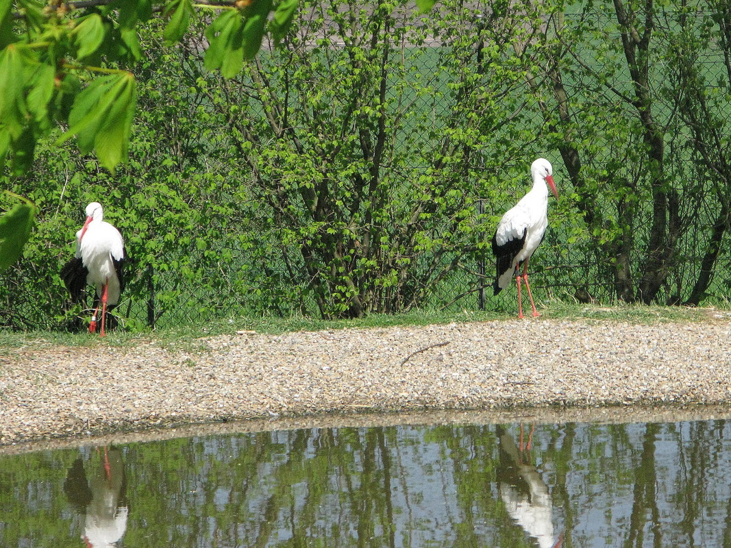 Besuch im NABU-Artenschutzzentrum Leiferde in der Südheide bei Gifhorn (25. April 2010) --- 3. Foto ---