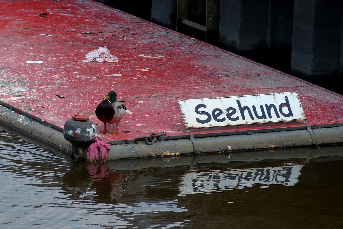 Seehund ?