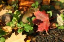 Herbstlaub 4