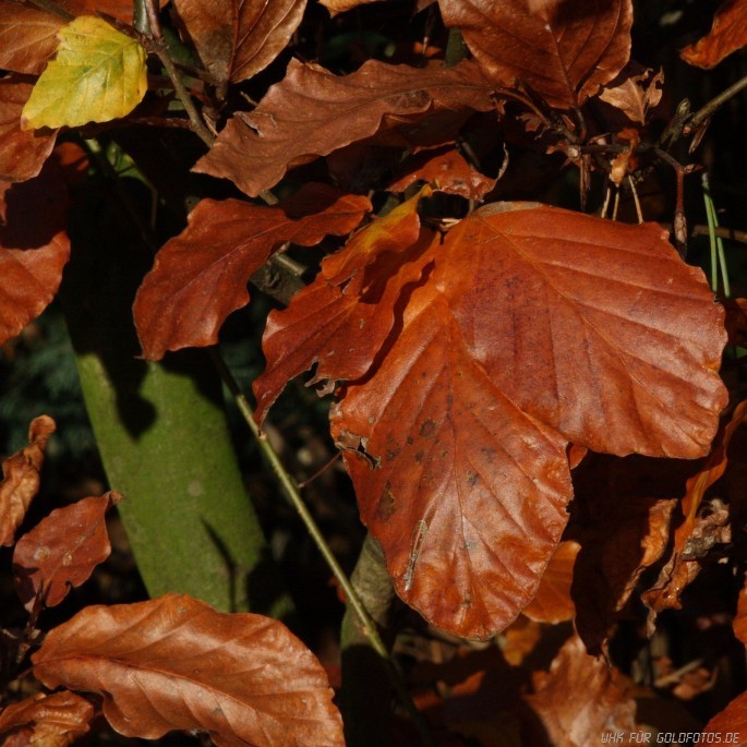 Herbstlaub 2