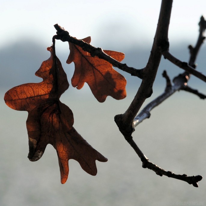 Eichenlaub in Wintersonne