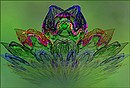 Fotos_Fraktalgrafiken / Apophysis
