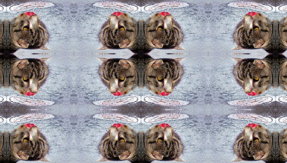 Kaleider/ Katzenspielerein