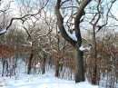 Winterbuchenwald