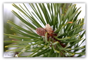 Winterliches 6