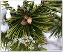 Winterliches 14