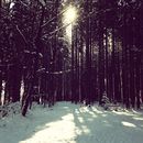 Wald in Schnee gehüllt