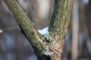 Frühlingszauber im Winter