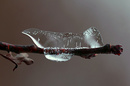 Eisvogel