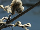 Eisige Natur