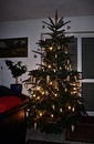 Weihnachtsbaun 2013