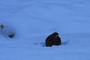 Auch die Tierwelt hat im Schnee Spaß
