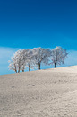 Windbuchen