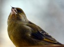 Gestern war ein grünfink auf der Fensterbank