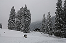 Lucy im Schnee