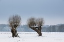 Winter am Niederrhein... 