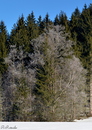 Sonne und Rauhreif!