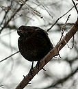 Amsel