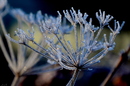 Frost!