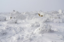 Brocken im Januar