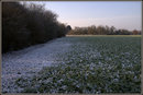 Winterkohl