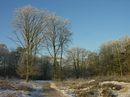 Raureif am Morgen