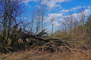 Windbruch