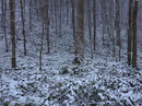 Wintereinbruch 4