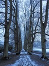 Winterliche Lindenallee