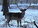 Hirschpark Bewohner