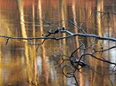 Winterliche Spiegelung