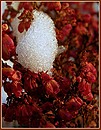 Schnee