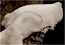 Wie ein Schnee-Hundekopf