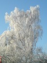 Frostbaum in Essen