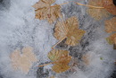 Eiswein