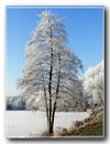 Frost